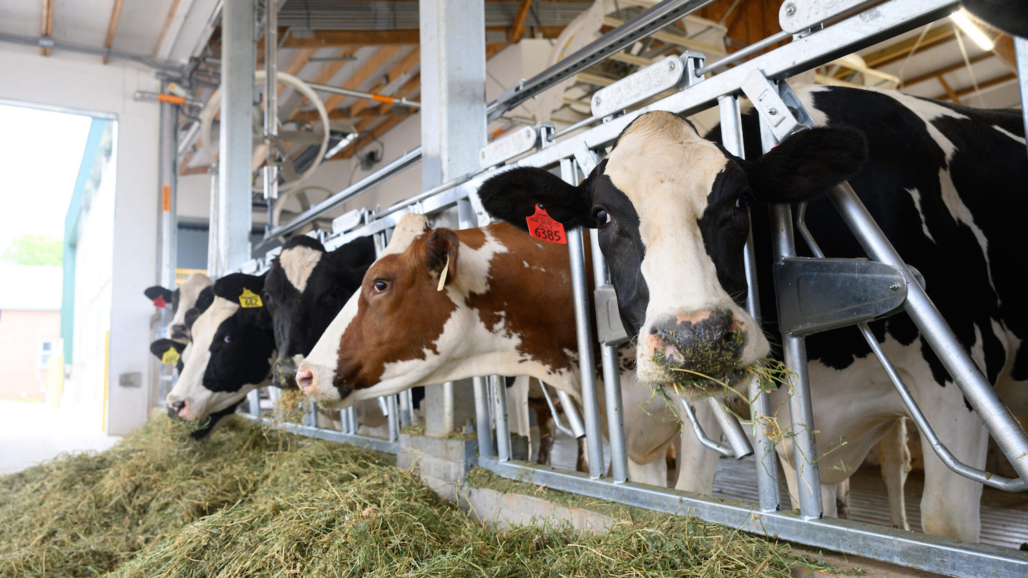 Cows in the new dairy barn on the NC State College of Veterinary Medicine campus have access to the finest alfalfa as they enjoy the breeze from industrial fans and the mist from sprinklers. PHOTOS BY JOHN JOYNER / NC State Veterinary Medicine