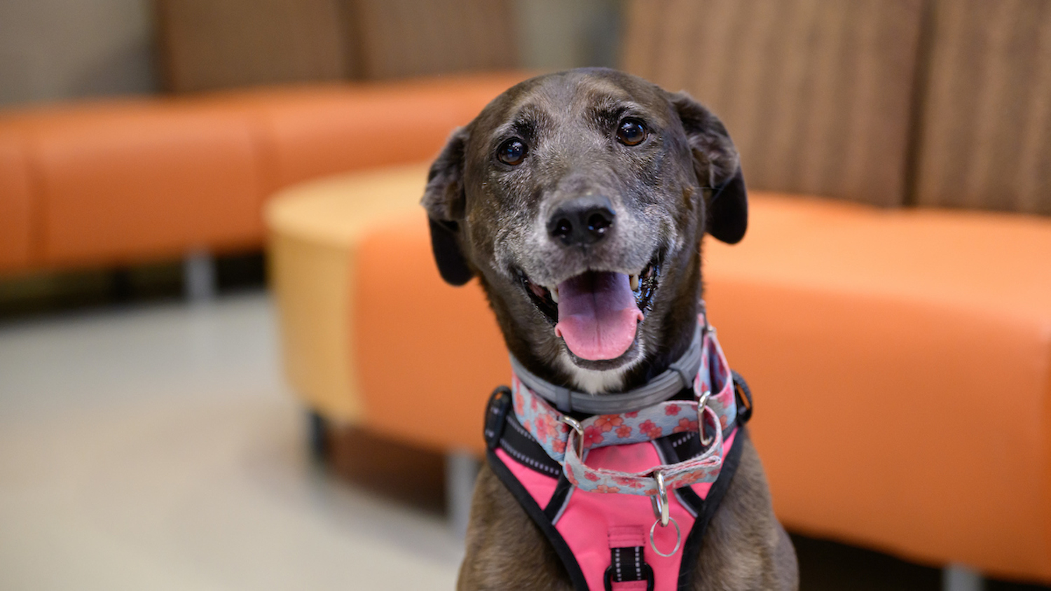 Zuzu, a 7-year-old Lab mix, is all smiles during a recent visit to the NC State Veterinary Hospital. (John Joyner/NC State College of Veterinary Medicine)