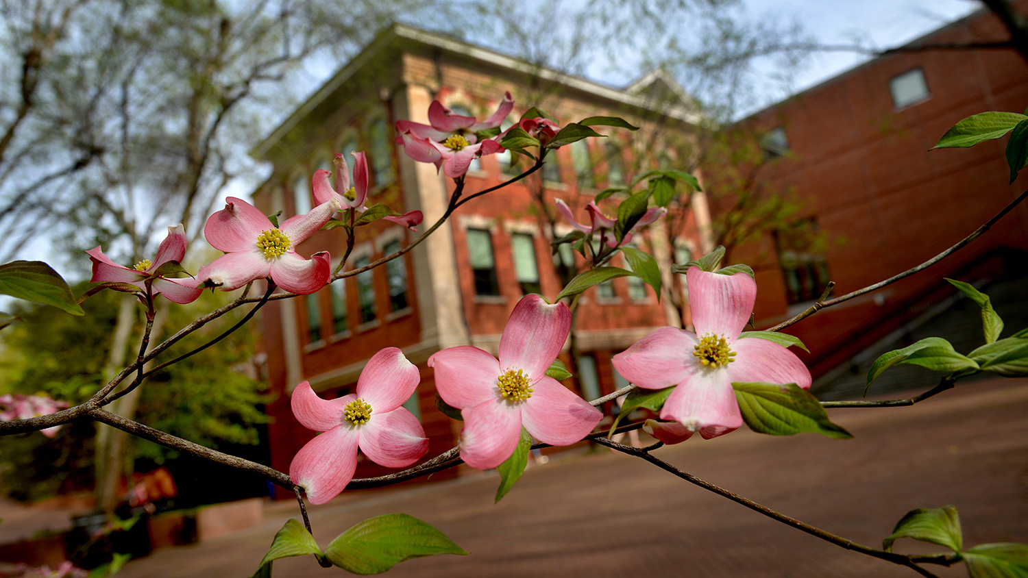 Wilson Hall behind some flowers