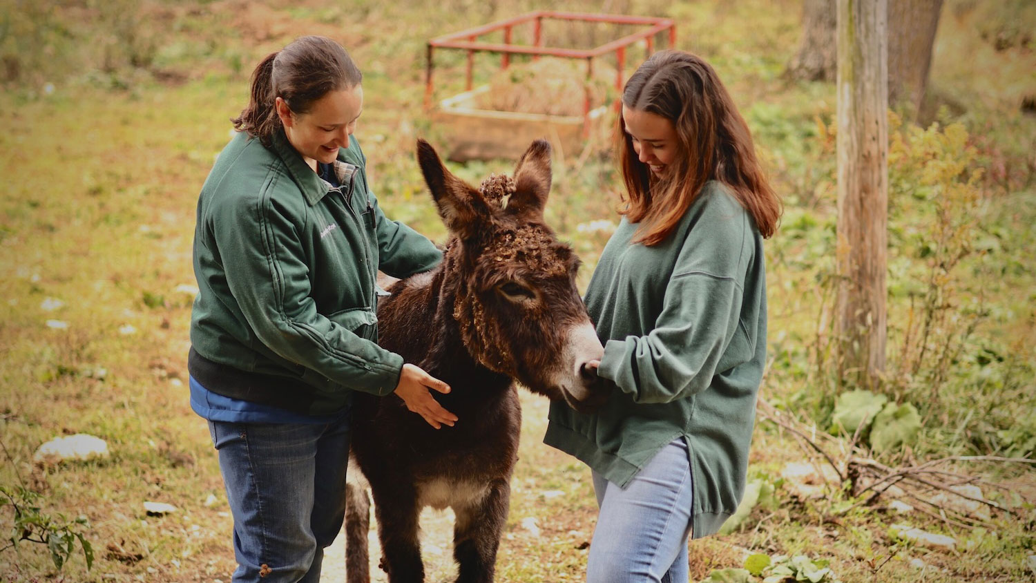 Danielle Mzyk, a clinical veterinarian, examines a donkey with Erin Silver, an NC State Extension agent in Mitchell County, North Carolina. (Photo courtesy Danielle Mzyk)