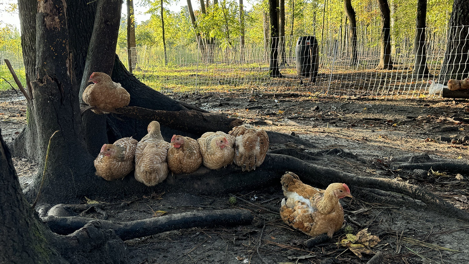 Chickens roosting on the forest floor