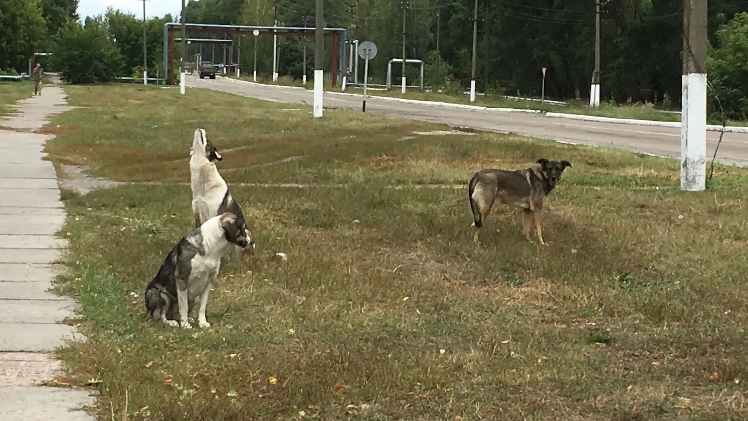 Chornobyl dogs beside a road. Image: Norman Kleiman