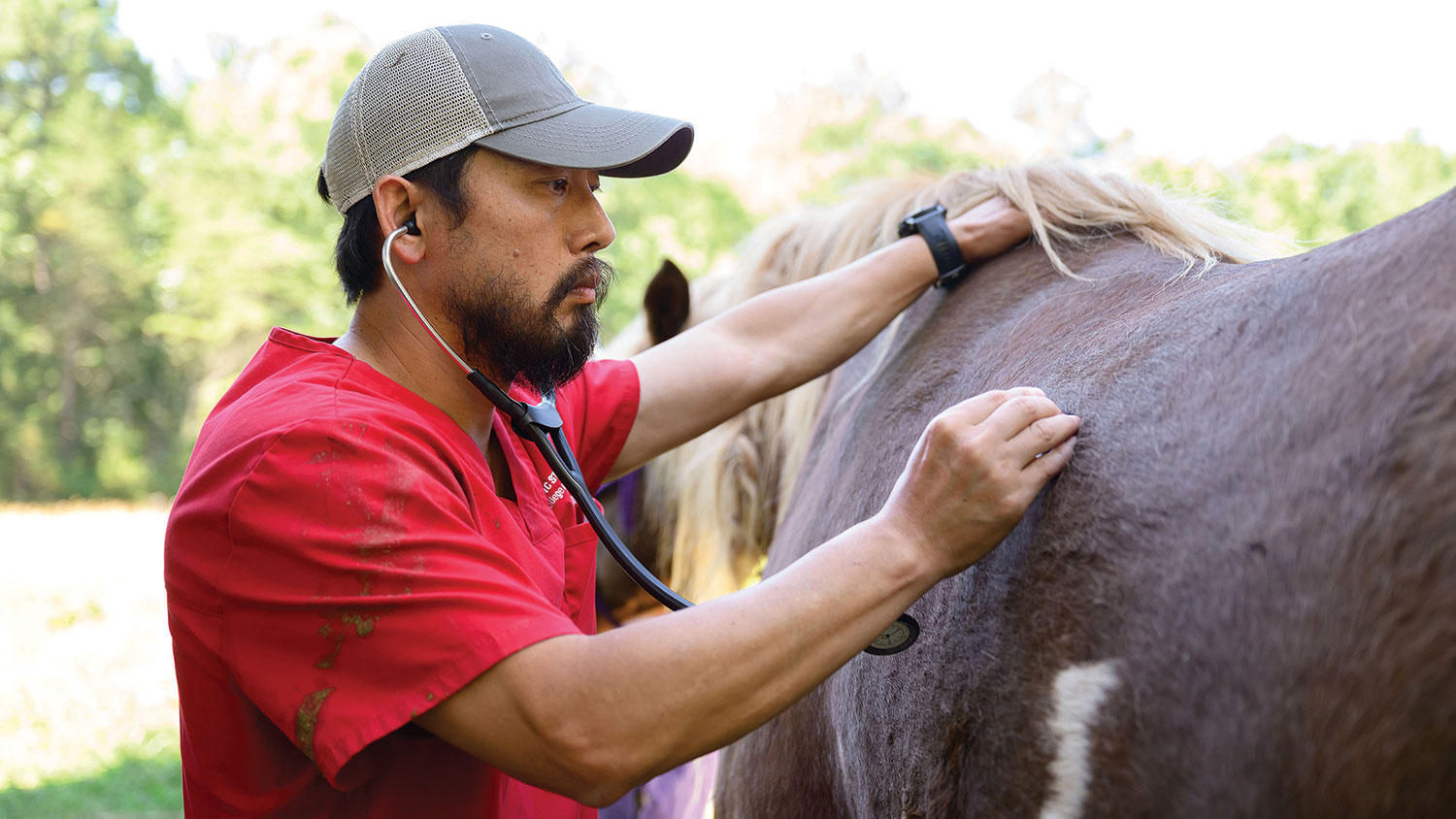 A veterinary student uses a stethoscope to listen to a horse's side. Photograph by John Joyner; courtesy of NC State College of Veterinary Medicine