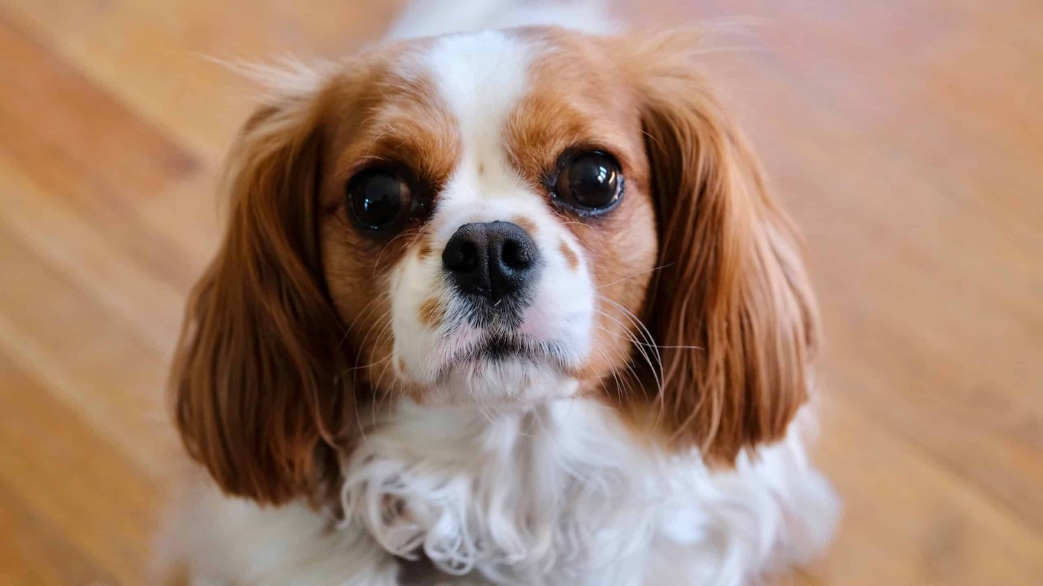 A Cavalier King Charles spaniel. Photo by Tracy Anderson on Unsplash