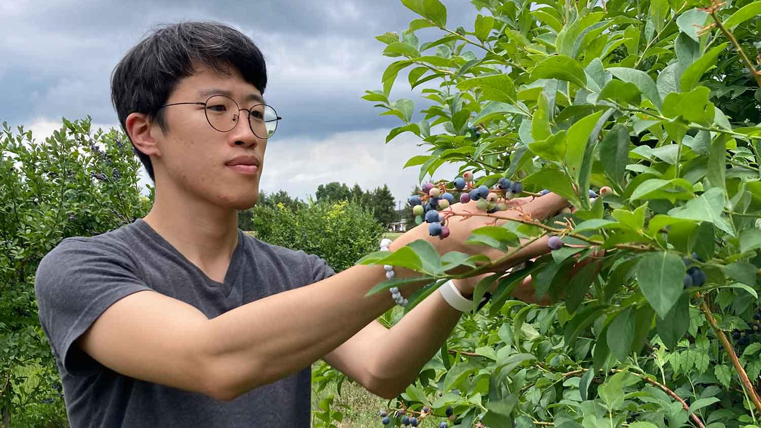Heeduk Oh picking blueberries.